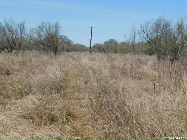 a view of a dry yard with trees