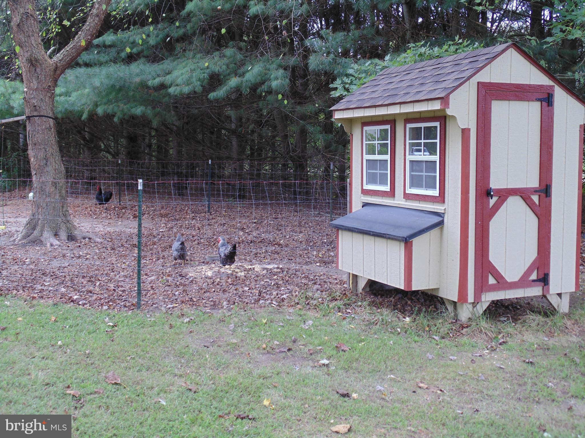 Chickens Have Their Own Home