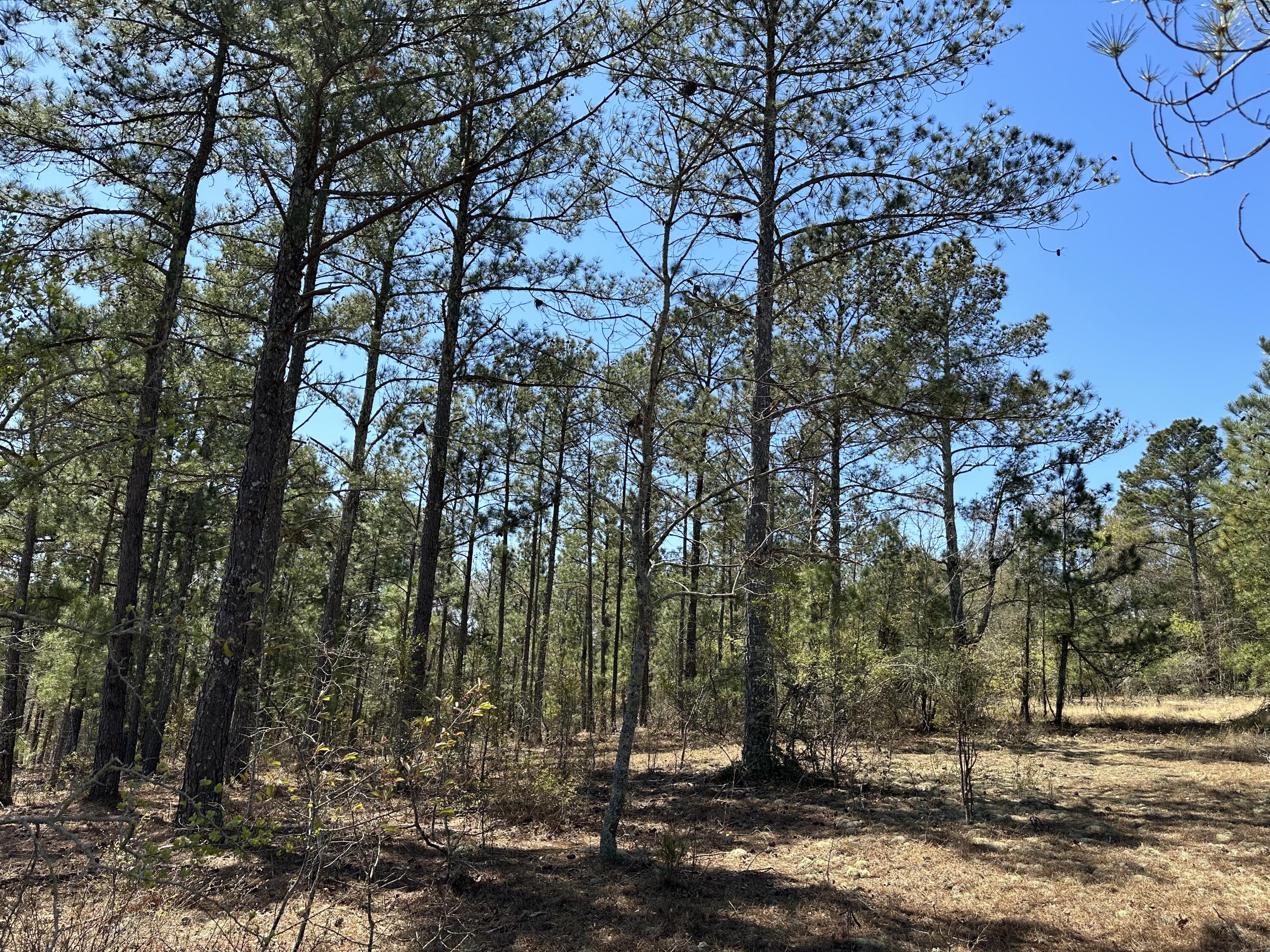 Lot 3 Horseshoe Bend Road Aiken, SC 29801 - Photo 1 of 2 Primary Photo