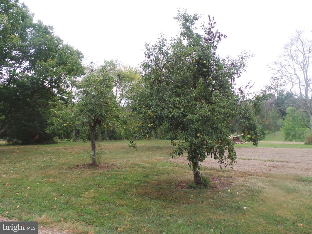 197 Packing House Road Berkeley Springs, WV 25411 - Photo 41 of 65 Fruit trees