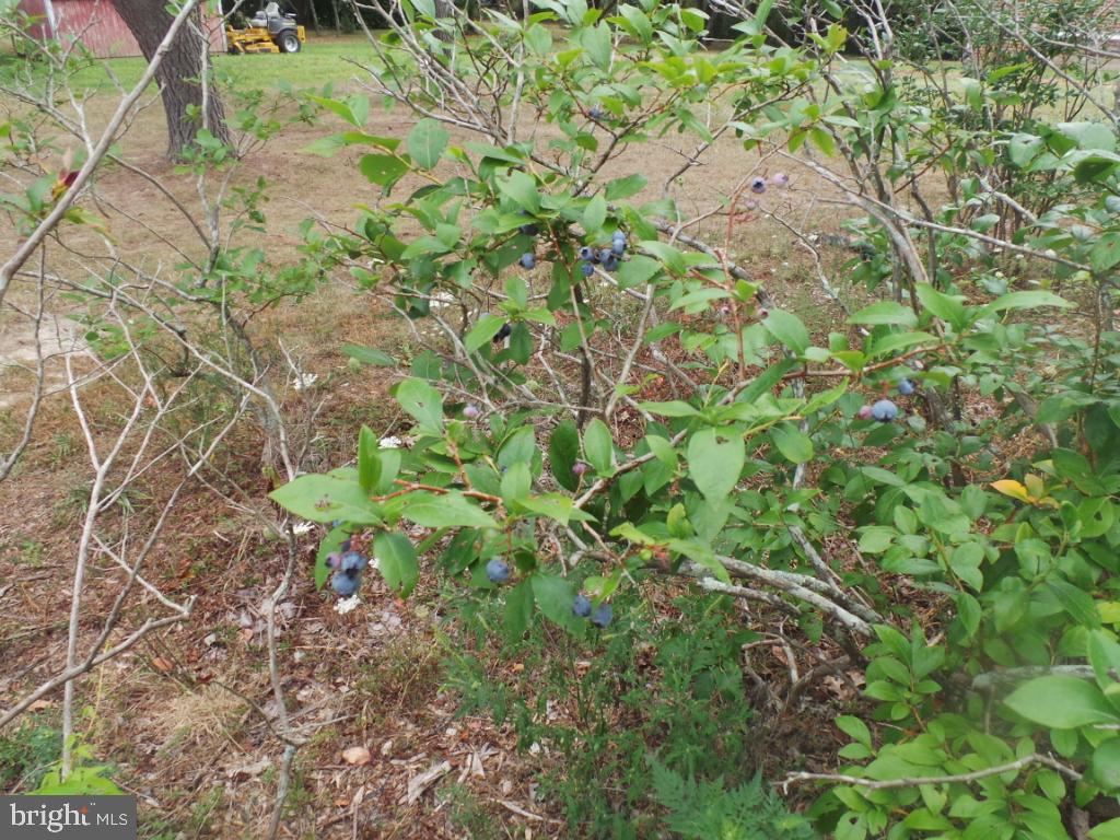 197 Packing House Road Berkeley Springs, WV 25411 - Photo 42 of 65 Blueberry plants
