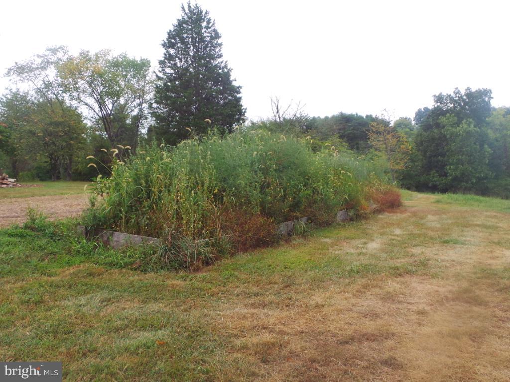197 Packing House Road Berkeley Springs, WV 25411 - Photo 43 of 65 Over load of Asparagus
