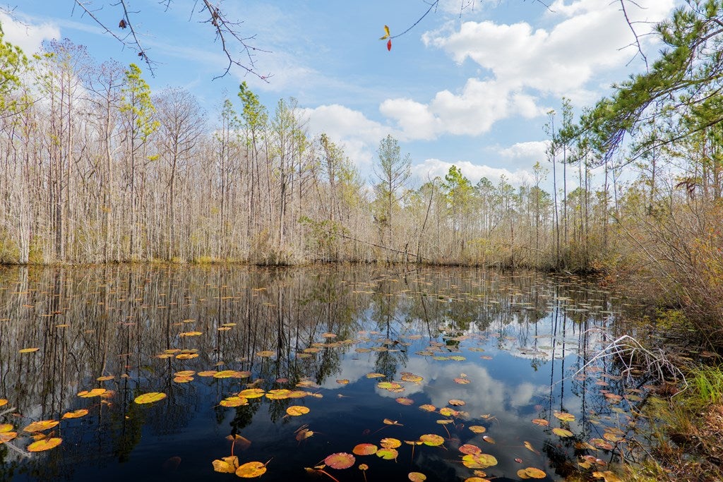 4568 Boring Pond Road Valdosta, GA 31606 - Photo 37 of 42 Gallery Image 37