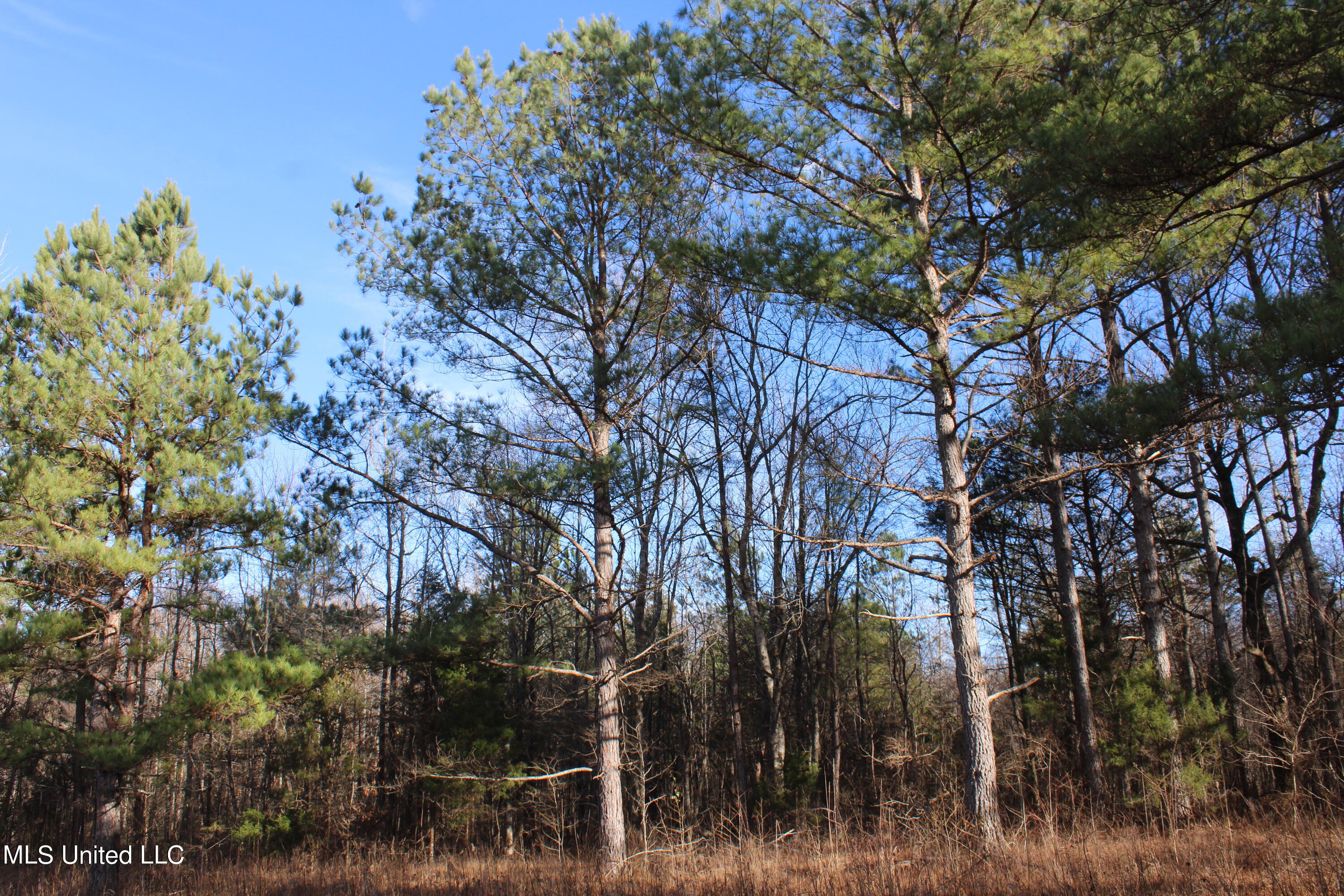700 Rabbit Ridge Road Red Banks, MS 38661 - Photo 12 of 39 IMG_0669