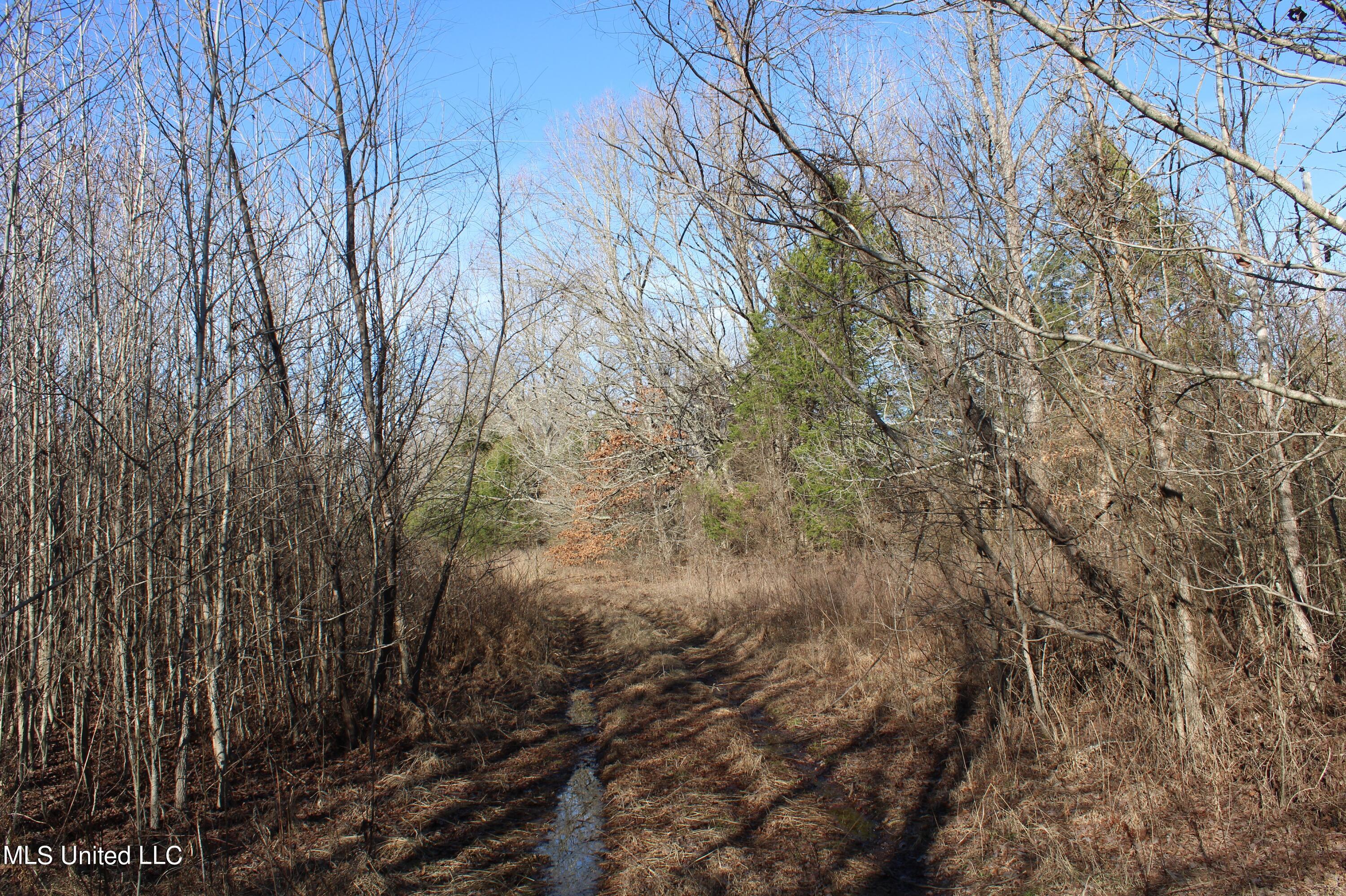 700 Rabbit Ridge Road Red Banks, MS 38661 - Photo 26 of 39 IMG_0650