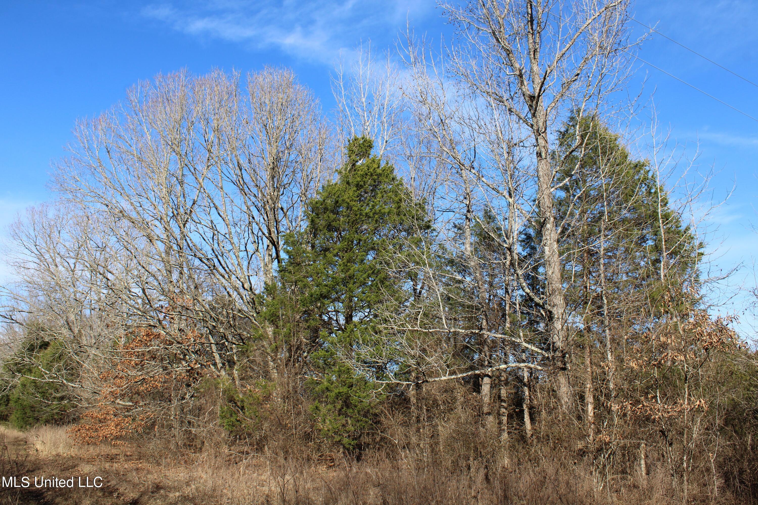 700 Rabbit Ridge Road Red Banks, MS 38661 - Photo 28 of 39 IMG_0652