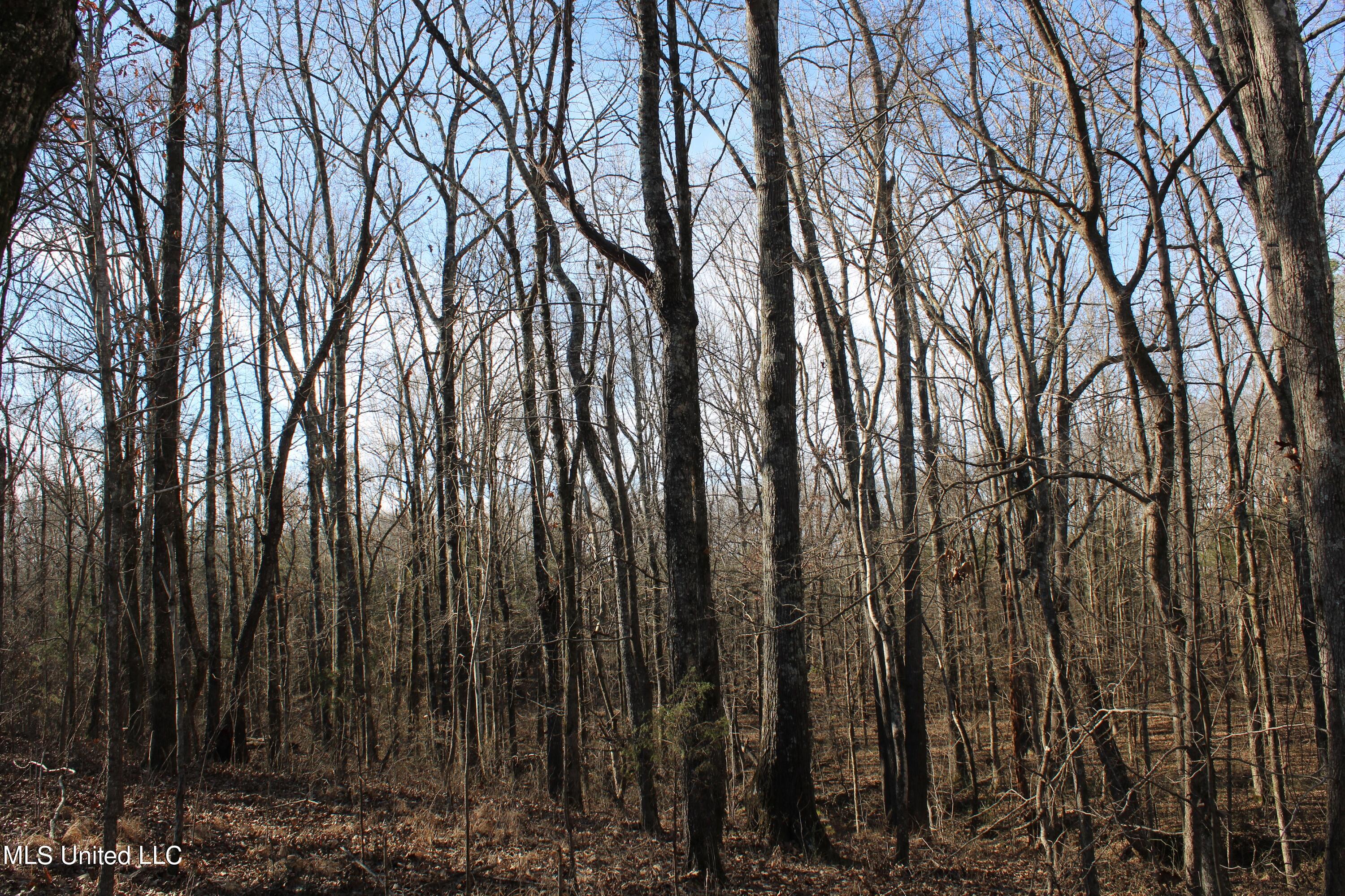 700 Rabbit Ridge Road Red Banks, MS 38661 - Photo 30 of 39 IMG_0657
