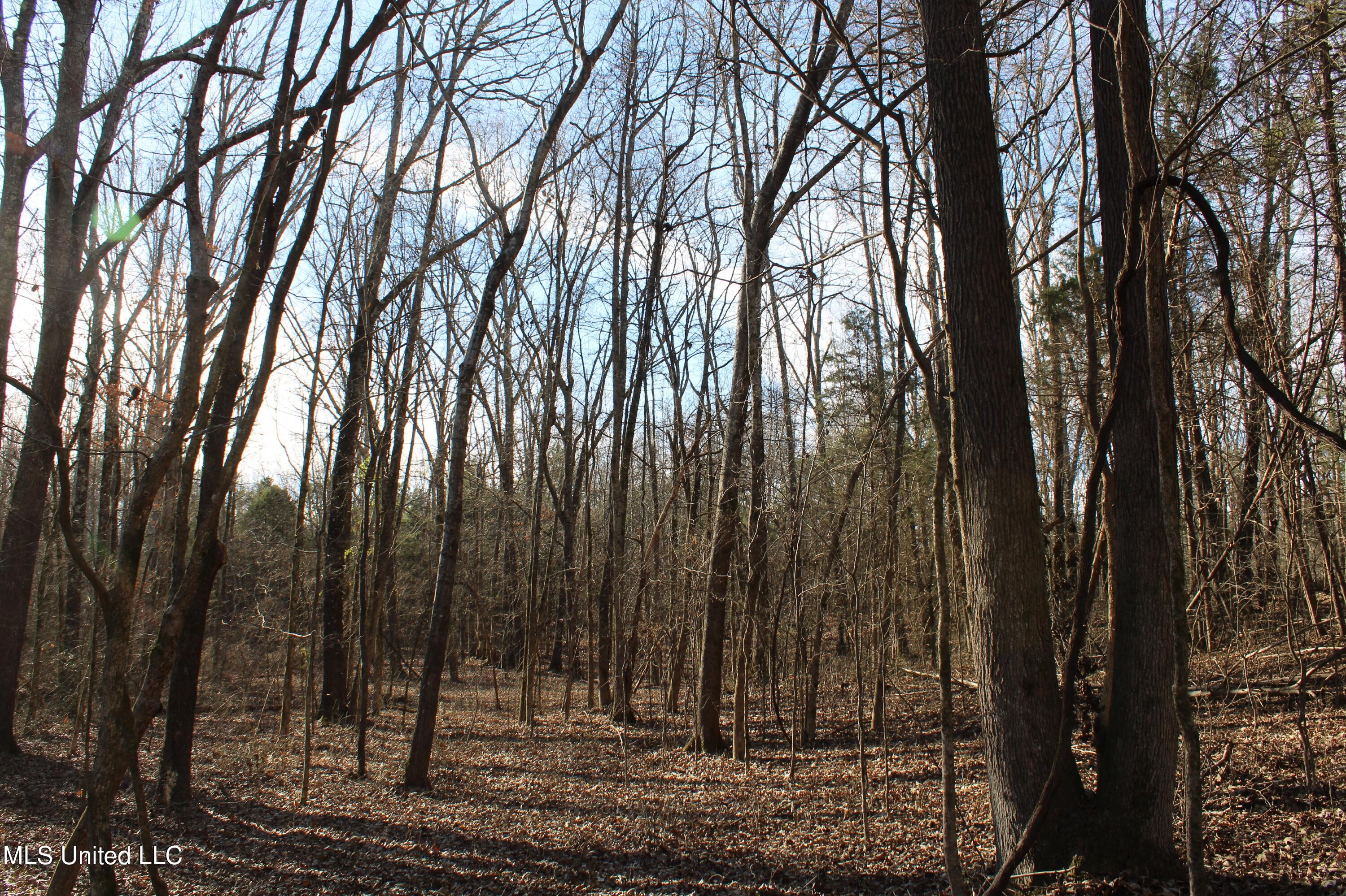 700 Rabbit Ridge Road Red Banks, MS 38661 - Photo 33 of 39 IMG_0664