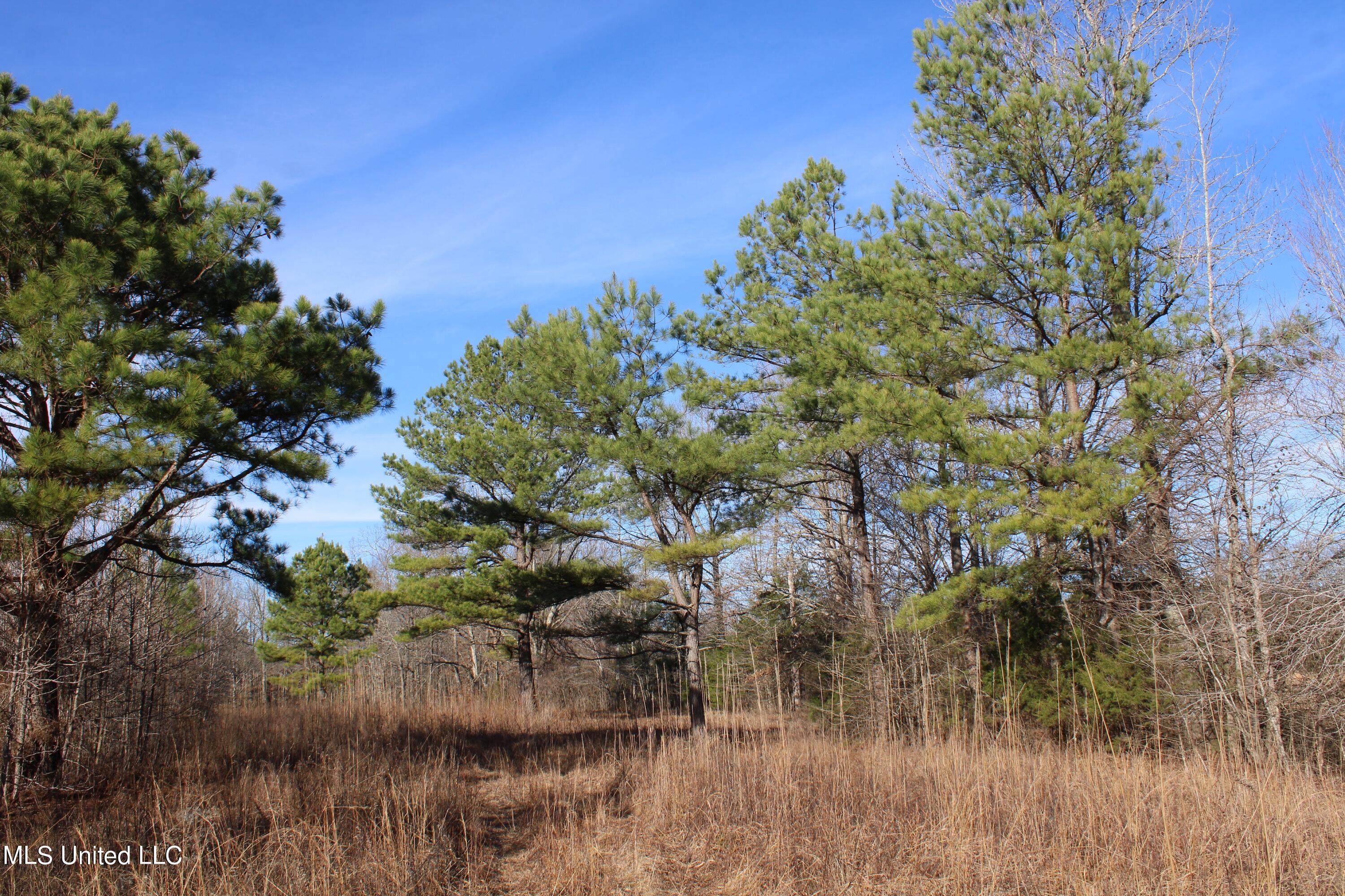 700 Rabbit Ridge Road Red Banks, MS 38661 - Photo 35 of 39 IMG_0670