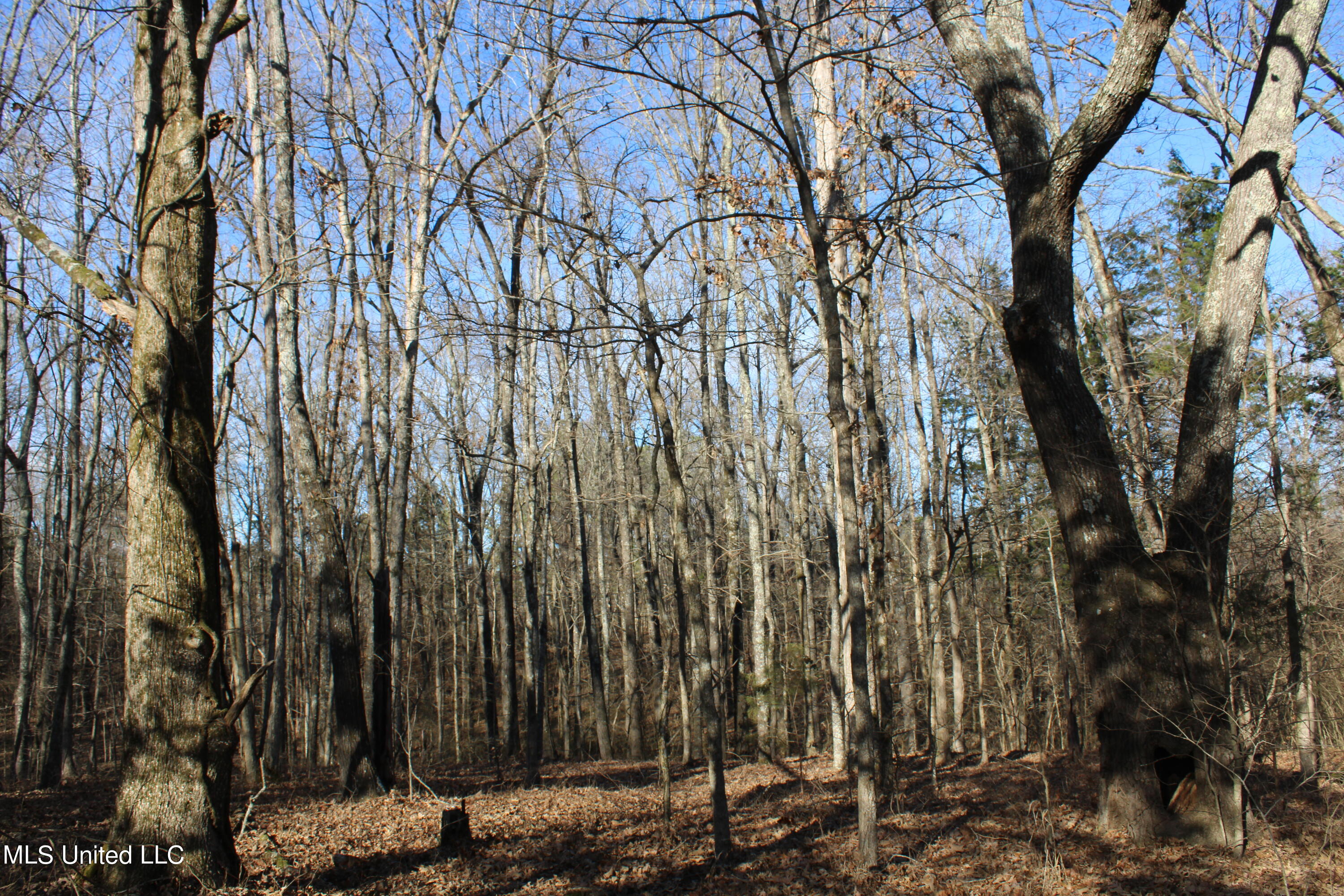 700 Rabbit Ridge Road Red Banks, MS 38661 - Photo 4 of 39 IMG_0656