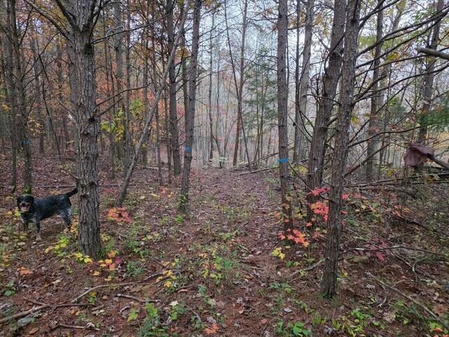 286 East Doe Creek Road Liberty, KY 42539 - Photo 59 of 62 8610141396708638049