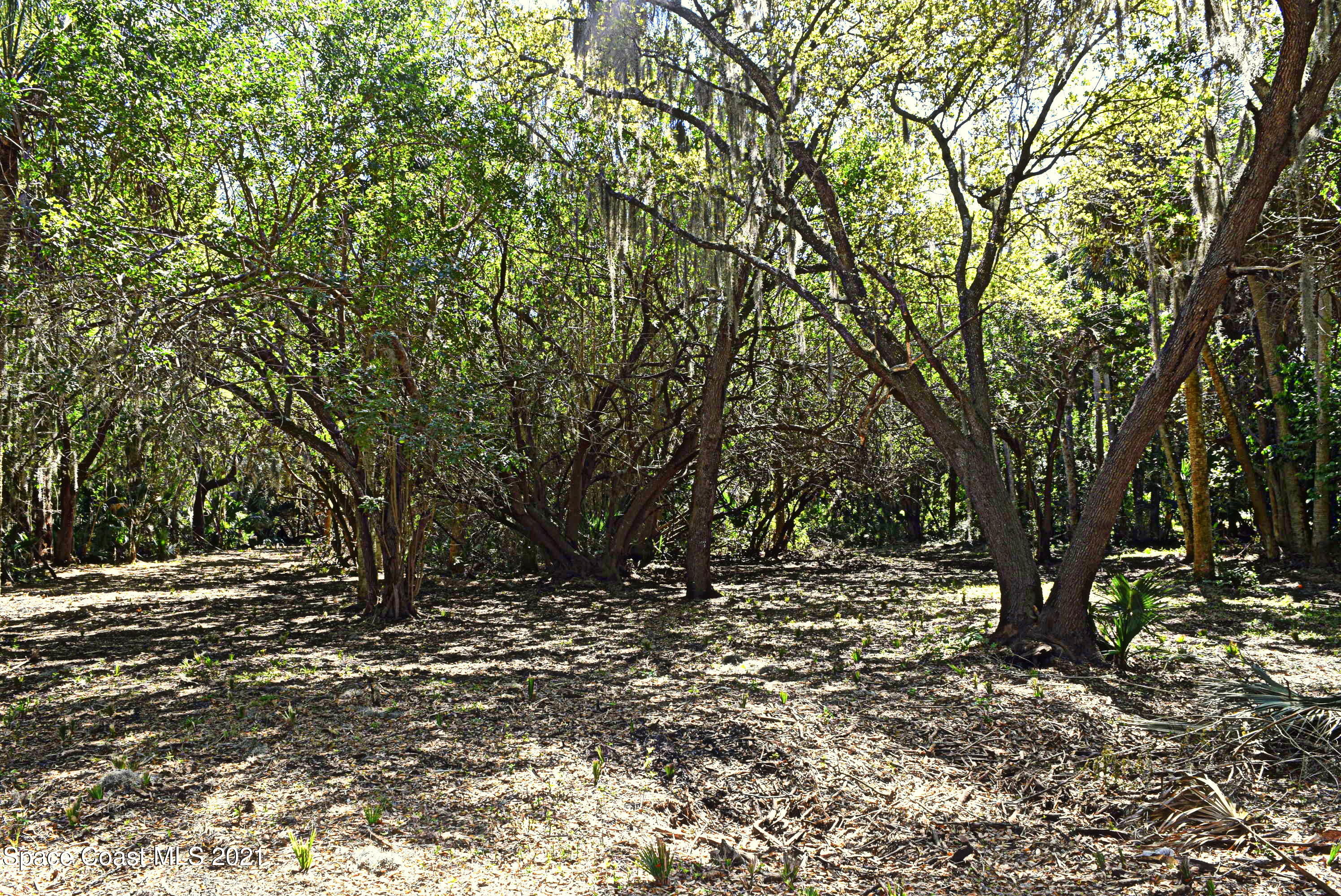 305 East Hall Road Merritt Island, FL 32953 - Photo 5 of 9 Gorgeous trees on this property!