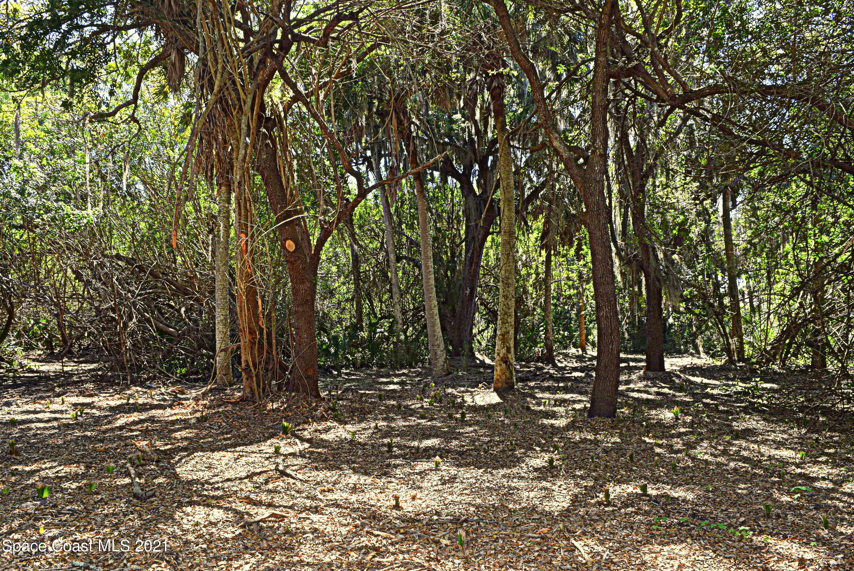 305 East Hall Road Merritt Island, FL 32953 - Photo 6 of 9 Beautiful Trees for privacy