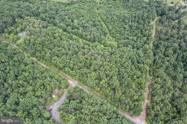 a view of a lush green forest