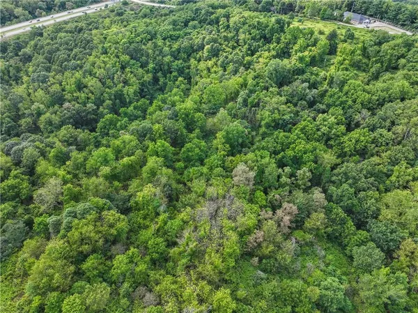 a view of a lush green forest with lots of trees