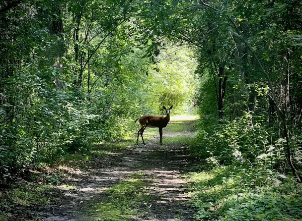 $798,500 | 2684 Cherry Ln Court Northeast, Alexandria, MN 56308