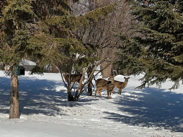 $798,500 | 2684 Cherry Ln Court Northeast, Alexandria, MN 56308