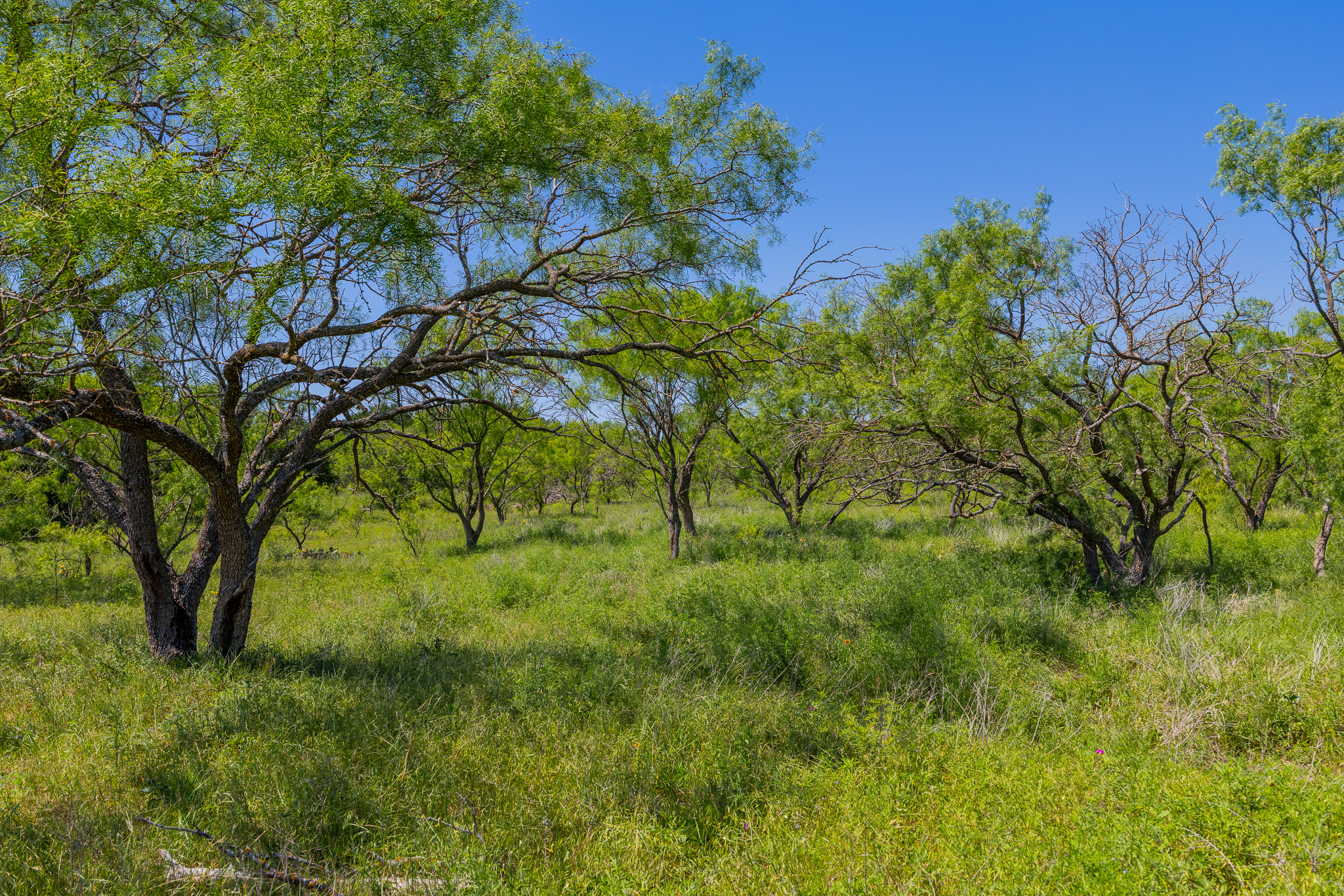 180 Covered Meadows Ranch Road Purmela, TX 76566 - Photo 16 of 21