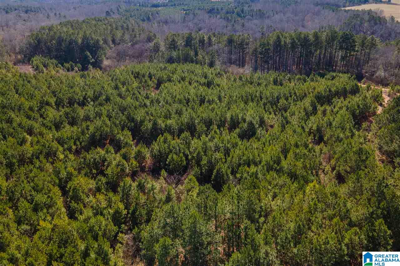 539 Jim Bagwell Road Empire, AL 35063 - Photo 16 of 35 Gallery Image 16