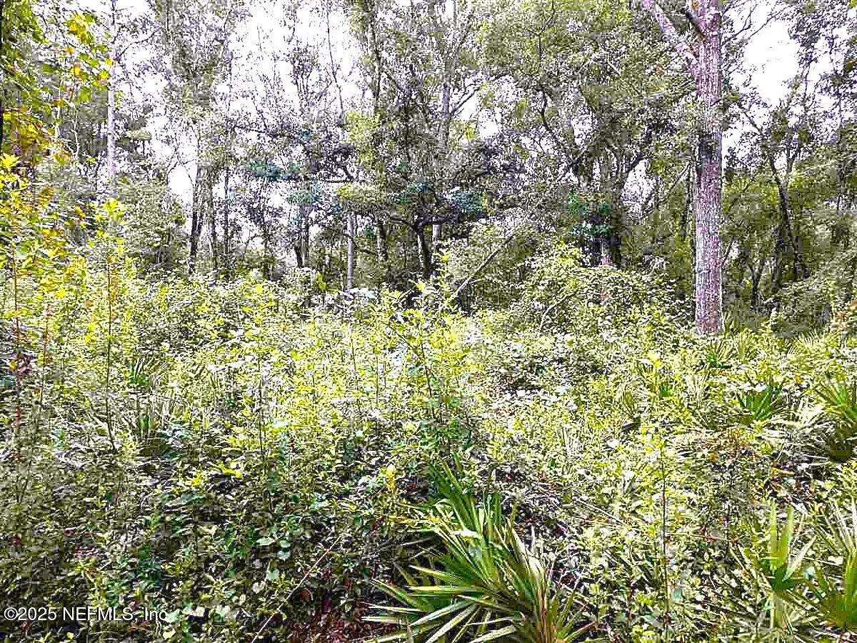 799 Roberts Aman Road Perry, FL 32347 - Photo 10 of 13 a view of a yard with plants and large trees