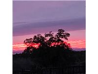 76 Balcones Ridge Way Bertram, TX 78605 - Photo 16 of 16 Mature trees silhouette against a vibrant evening sky at dusk.