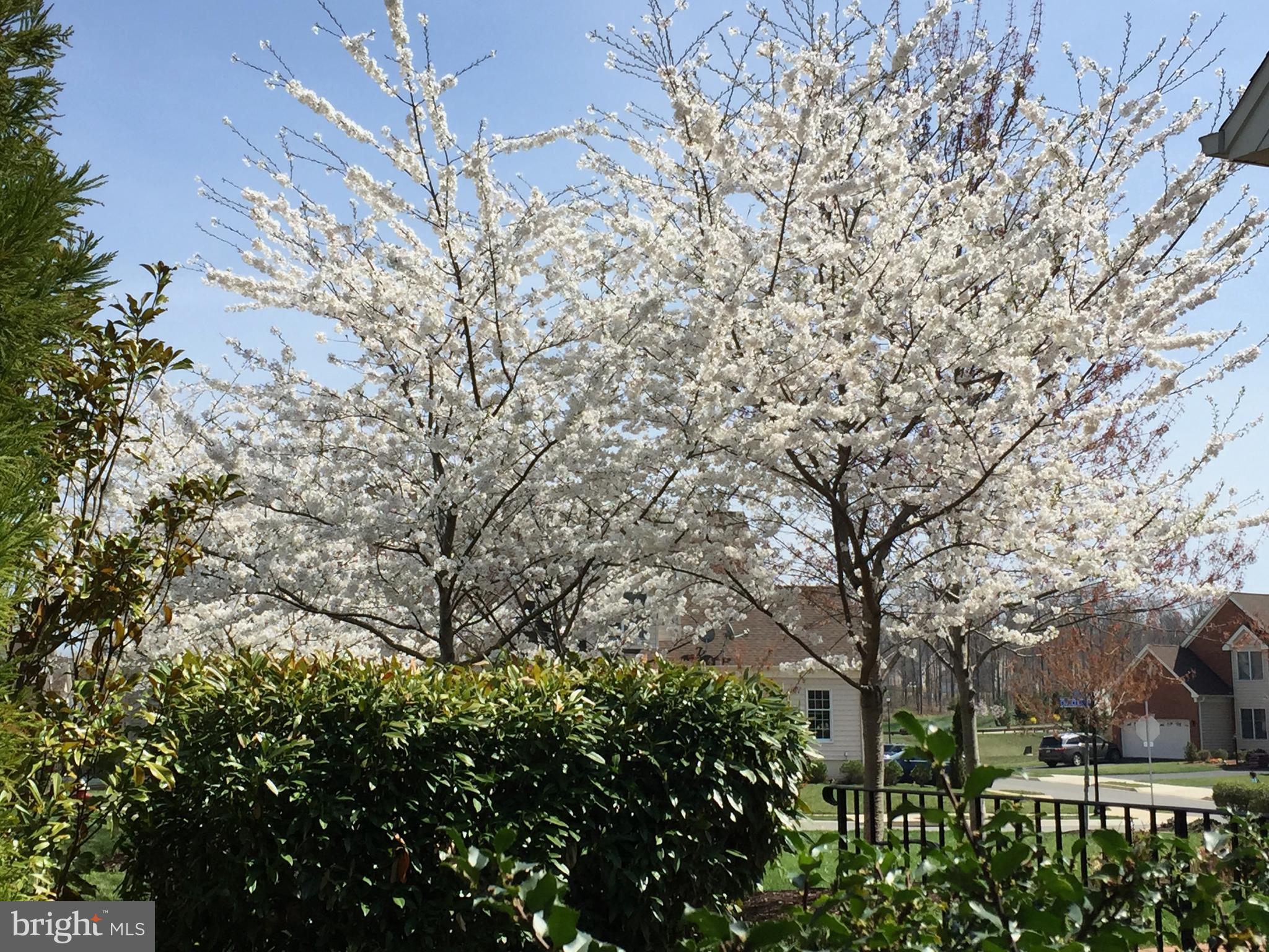 22902 North Brown Square Ashburn, VA 20148 - Photo 60 of 70 a view of road with large trees
