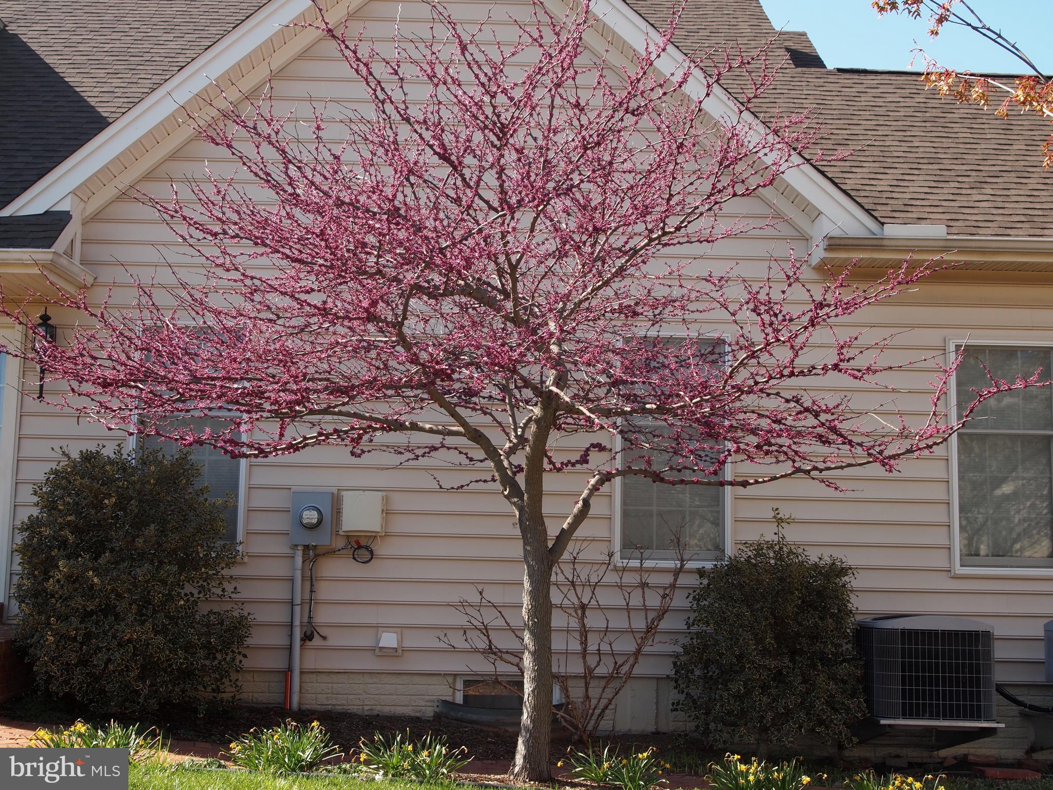 22902 North Brown Square Ashburn, VA 20148 - Photo 66 of 70 a view of a house with a yard
