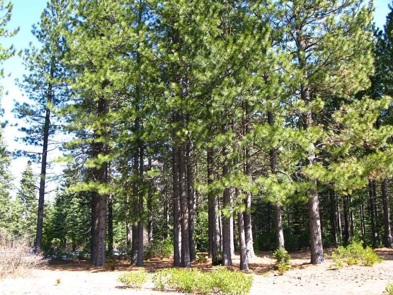 0 Davis Place Road Mount Shasta, CA 96067 - Photo 7 of 16 Gallery Image 7