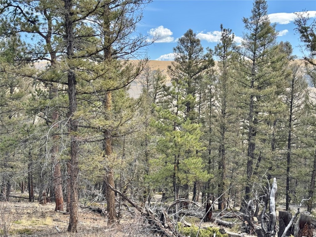 2601 Redhill Road Fairplay, CO 80440 - Photo 15 of 43 a view of a forest with a building