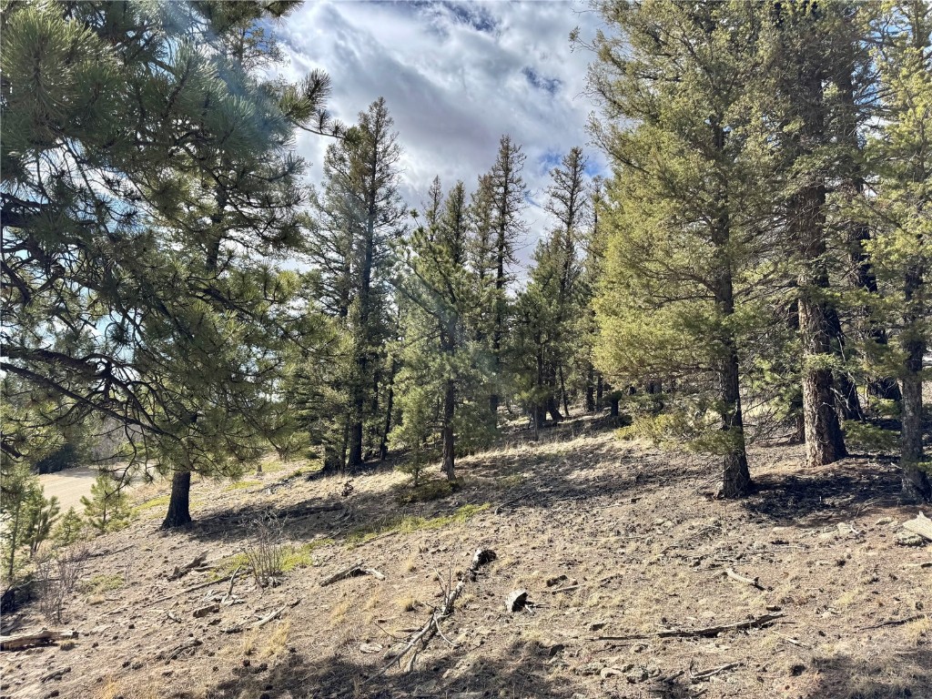 2601 Redhill Road Fairplay, CO 80440 - Photo 18 of 43 a view of a forest with trees