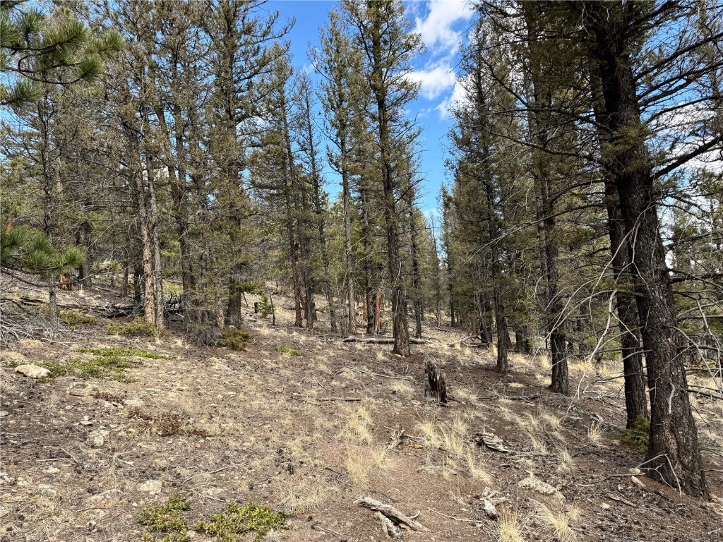 2601 Redhill Road Fairplay, CO 80440 - Photo 20 of 43 a view of a forest with trees in the background