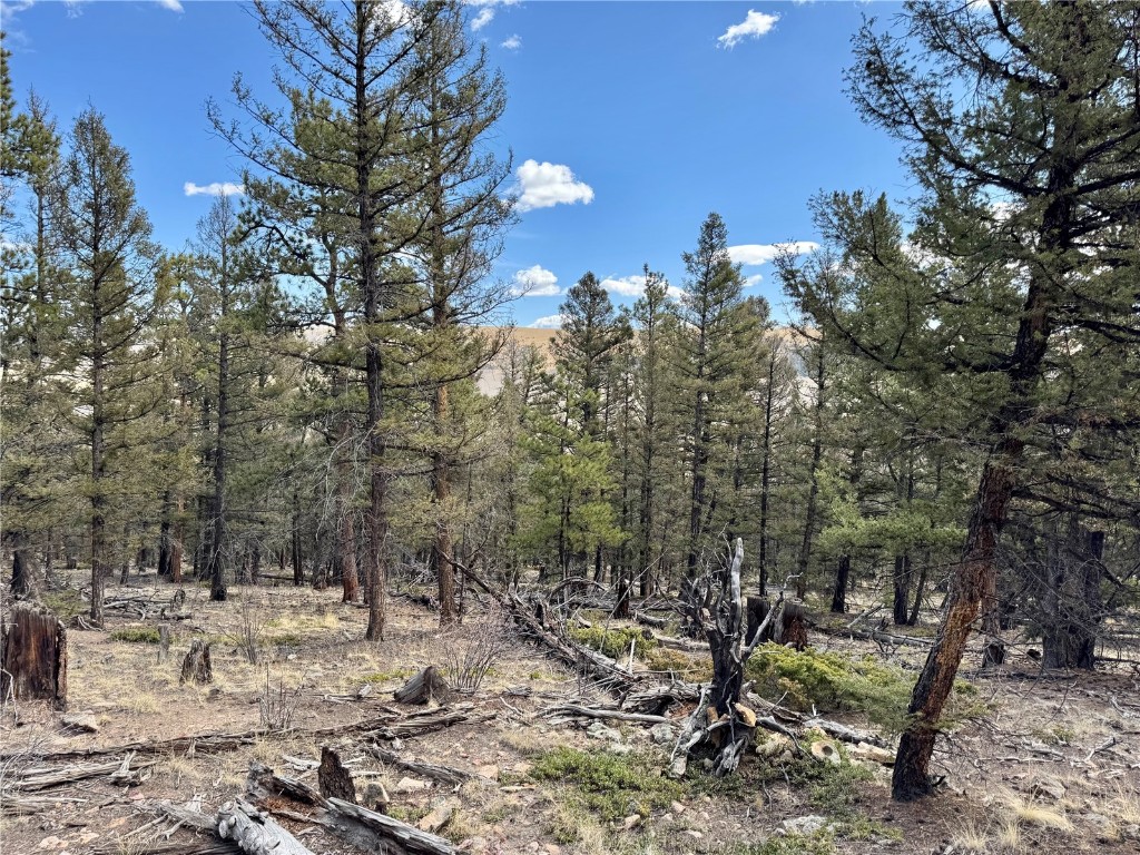 2601 Redhill Road Fairplay, CO 80440 - Photo 25 of 43 a view of a forest filled with trees
