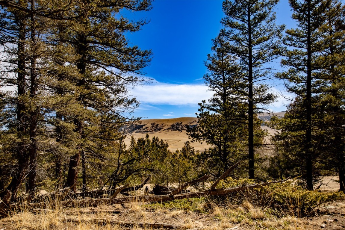 2601 Redhill Road Fairplay, CO 80440 - Photo 7 of 43 a view of a tree
