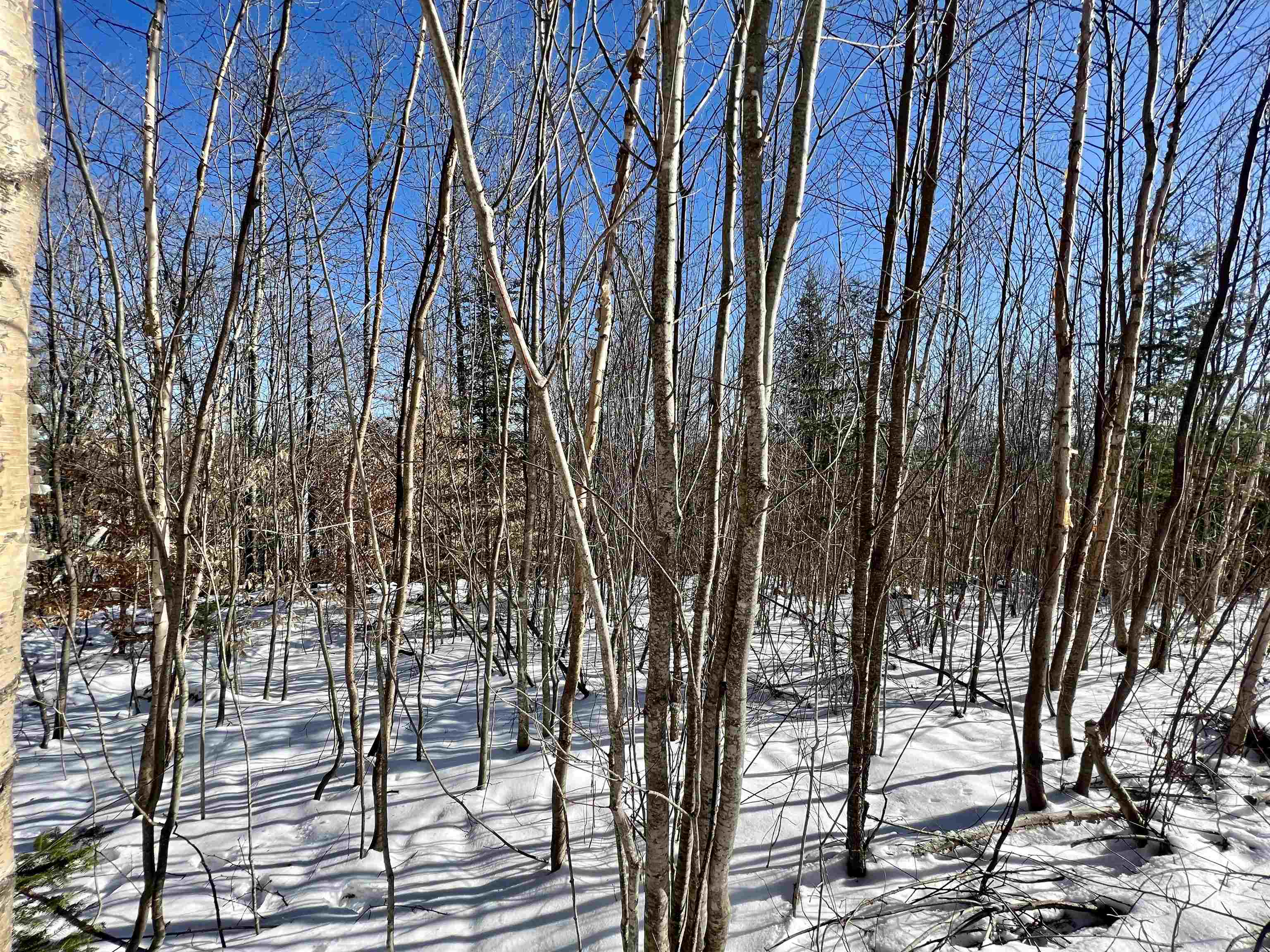 0 Corey Hill Road Newbury, VT 05051 - Photo 4 of 19 Gallery Image 4