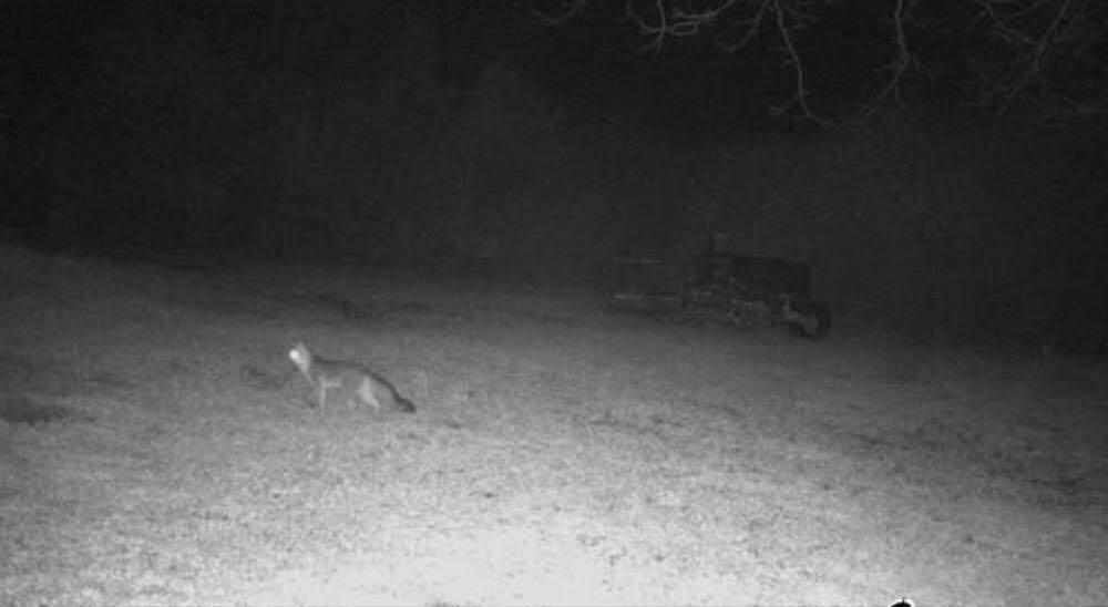 37-acres 37-acres Brown Road DeFuniak Springs, FL 32433 - Photo 14 of 21