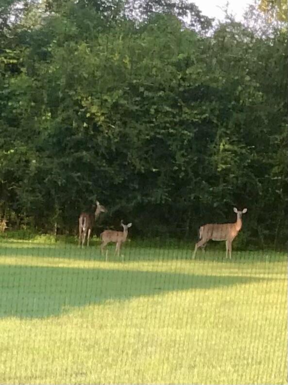 37-acres 37-acres Brown Road DeFuniak Springs, FL 32433 - Photo 15 of 21