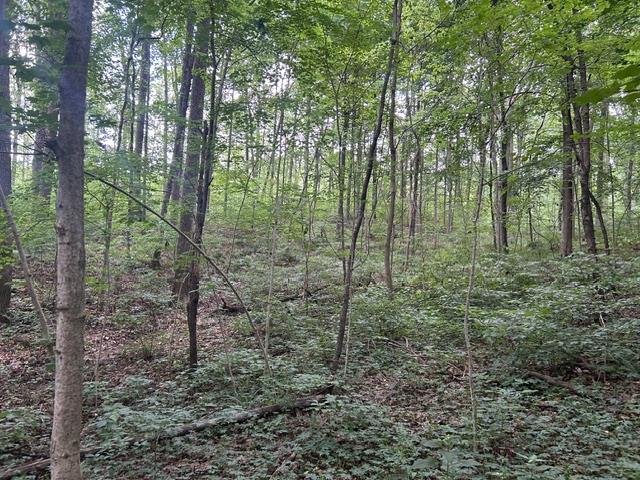 24229 Sanes Creek Road Laurel, IN 47024 - Photo 23 of 54