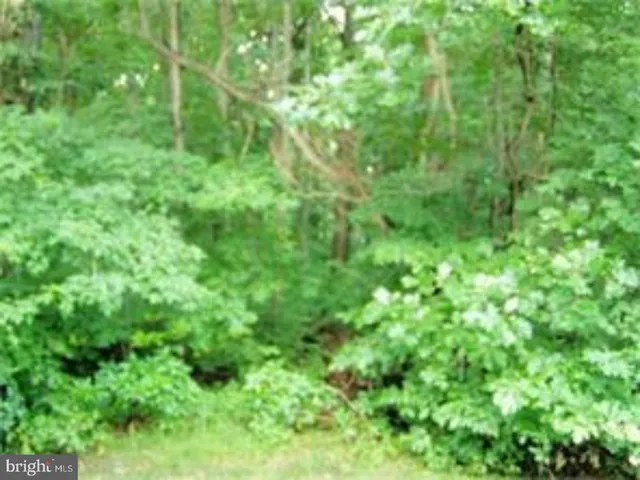 a view of a lush green forest