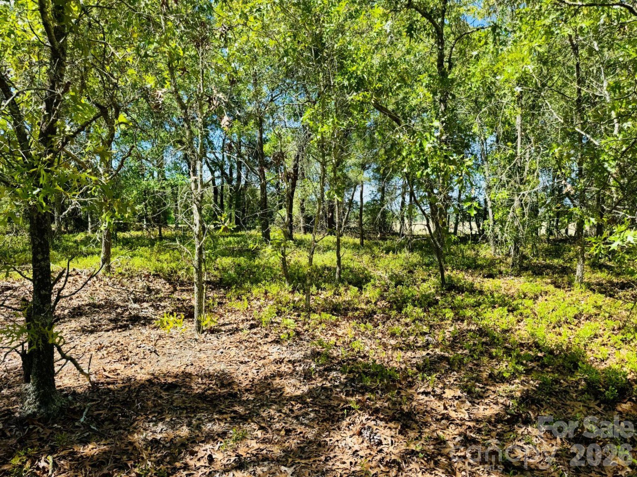 0 Mt Olivet Church Road Patrick, SC 29584 - Photo 11 of 15 a view of forest