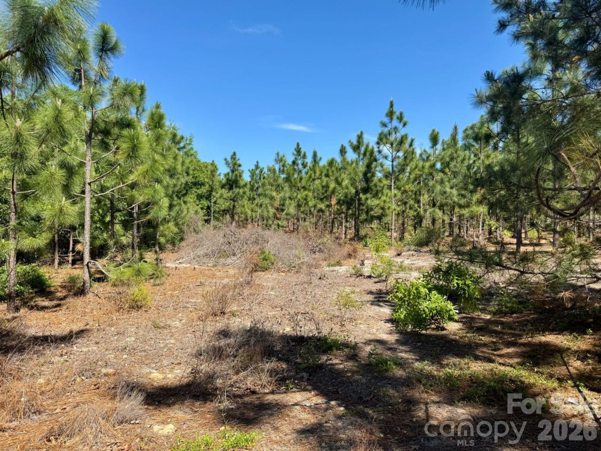 0 Mt Olivet Church Road Patrick, SC 29584 - Photo 13 of 15 a view of a yard with plants and tree