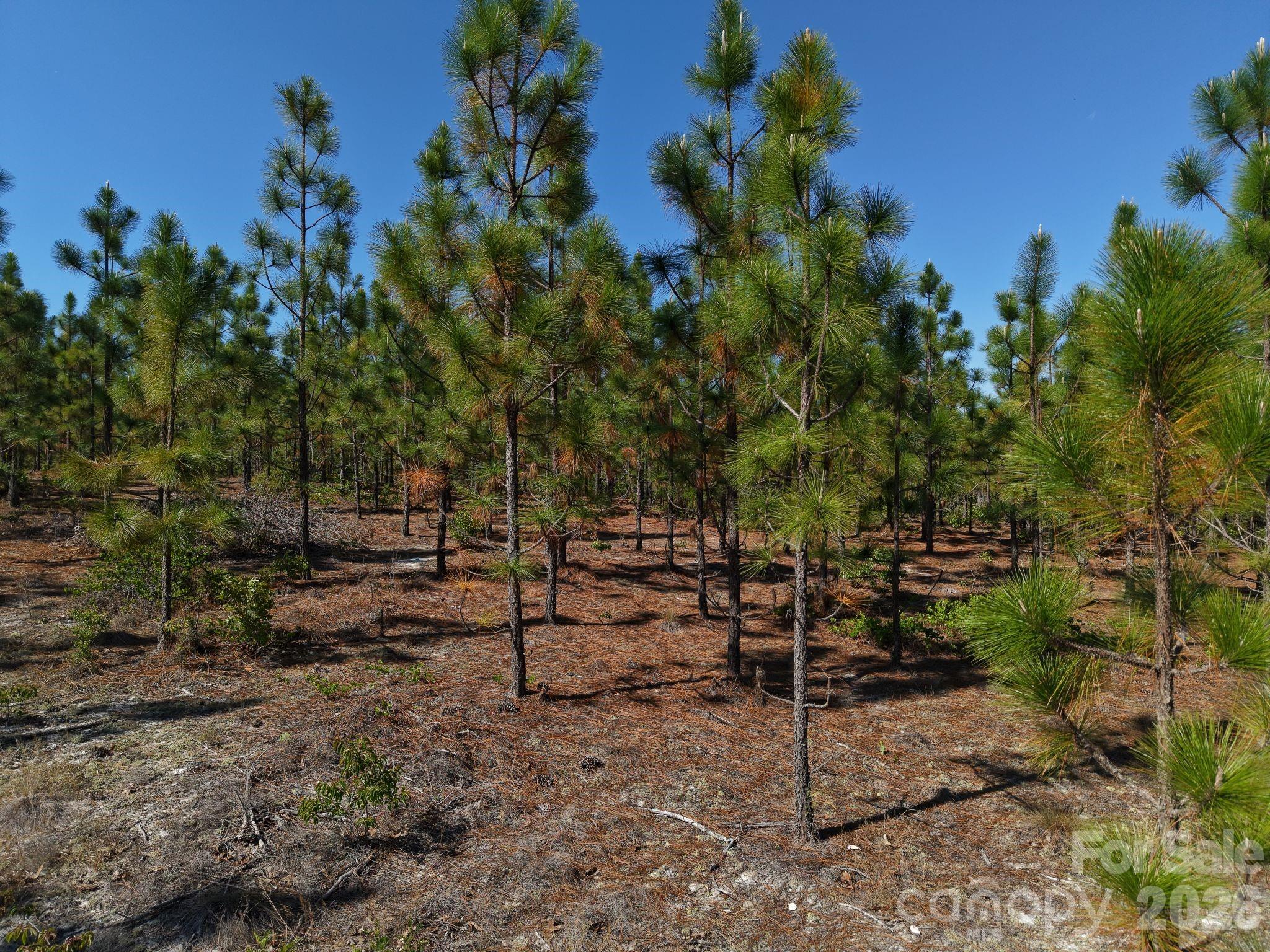 0 Mt Olivet Church Road Patrick, SC 29584 - Photo 3 of 15 a view of a backyard