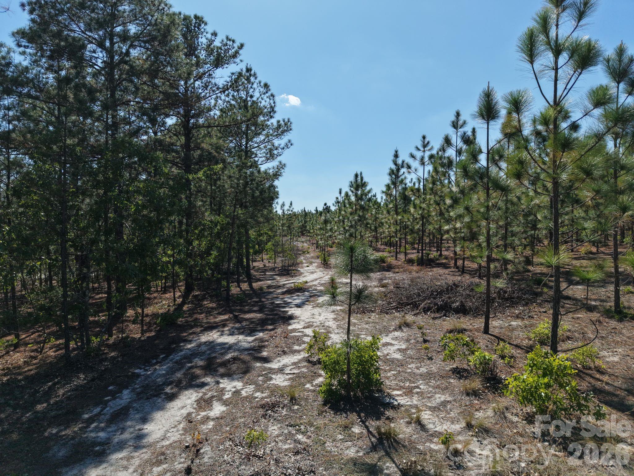 0 Mt Olivet Church Road Patrick, SC 29584 - Photo 4 of 15 a view of a forest filled with trees