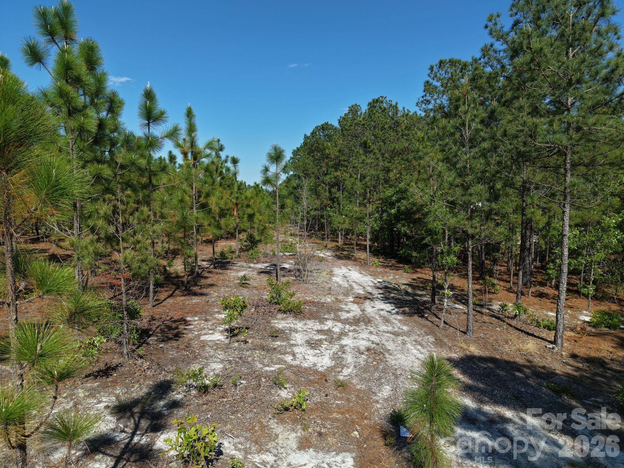 0 Mt Olivet Church Road Patrick, SC 29584 - Photo 5 of 15 a view of a forest with a tree