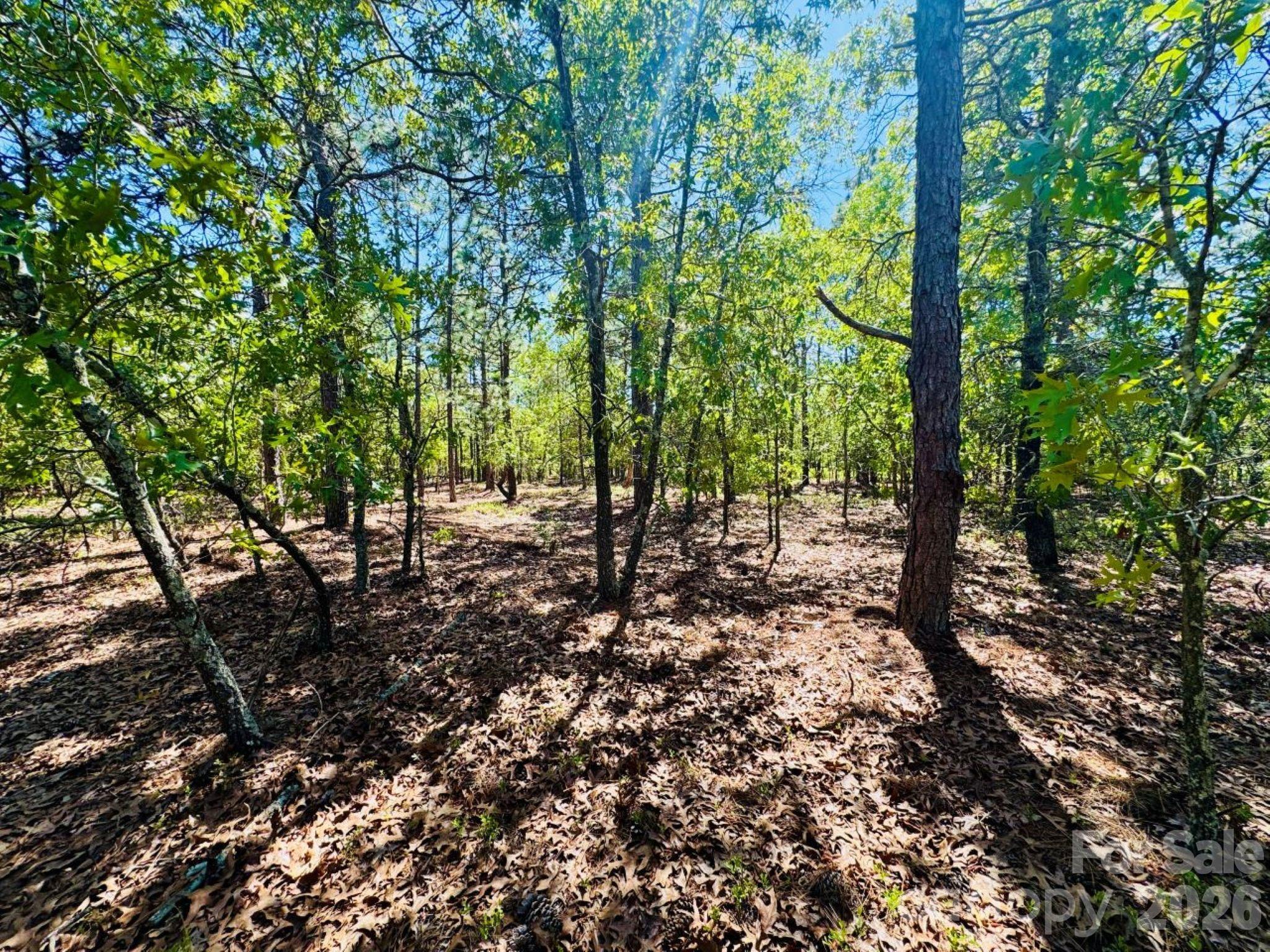 0 Mt Olivet Church Road Patrick, SC 29584 - Photo 10 of 15 a view of a forest with trees