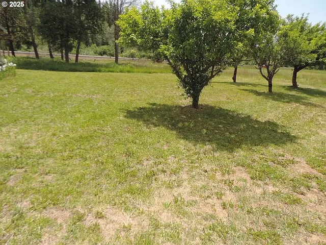 a view of a trees with a yard