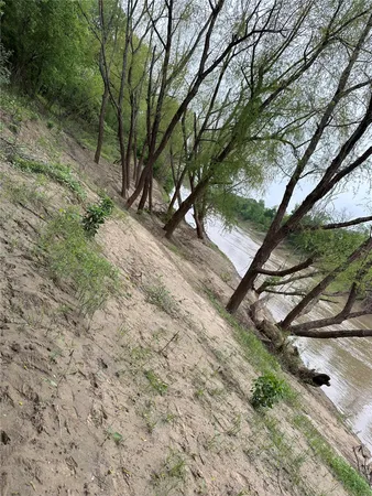 a view of a yard with plants and a large tree