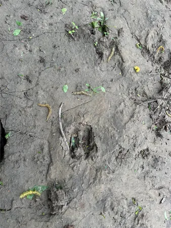 an aerial view of a residential houses with outdoor space and trees
