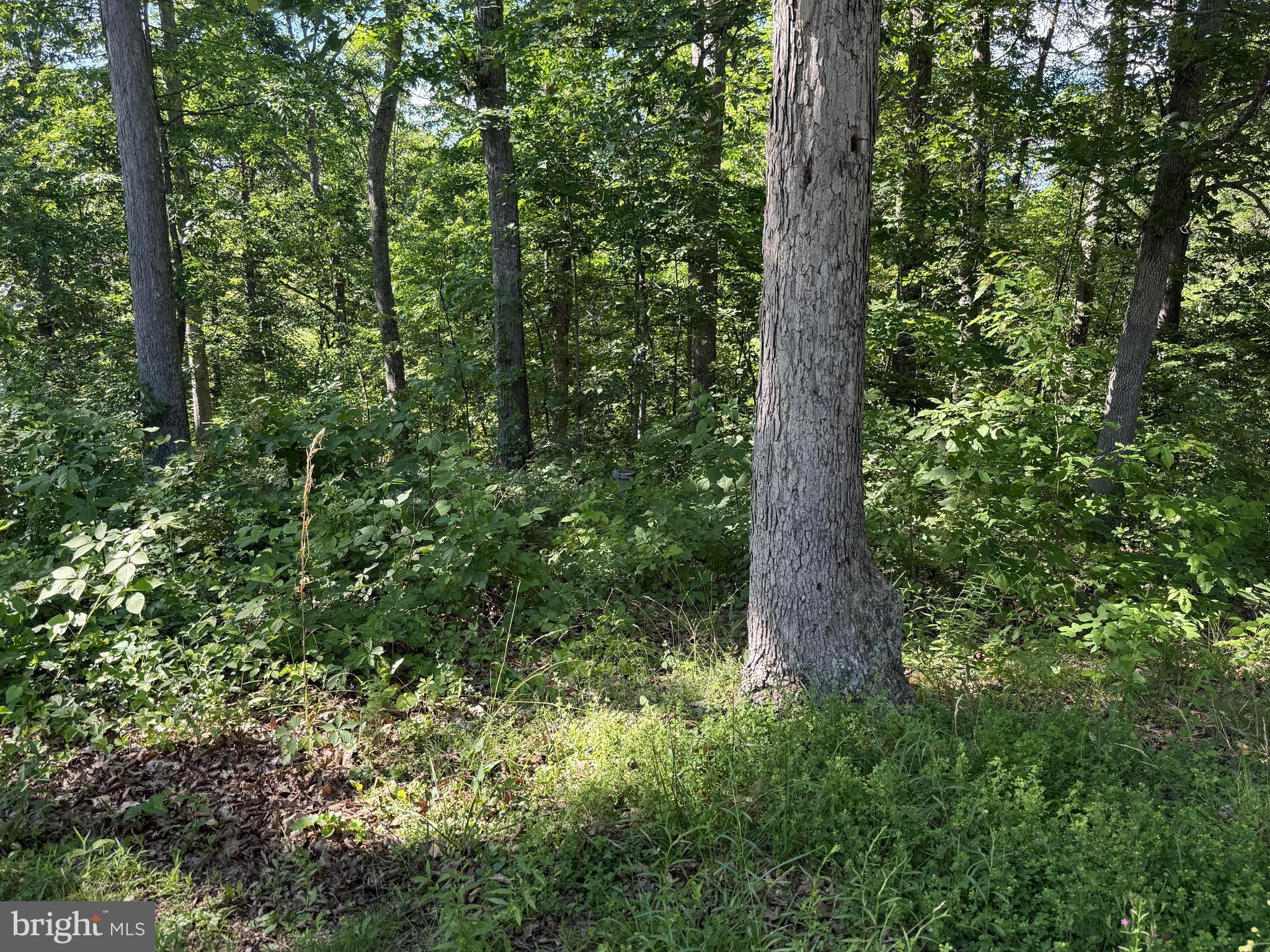 750 Hickory Corner Road Augusta, WV 26704 - Photo 46 of 49