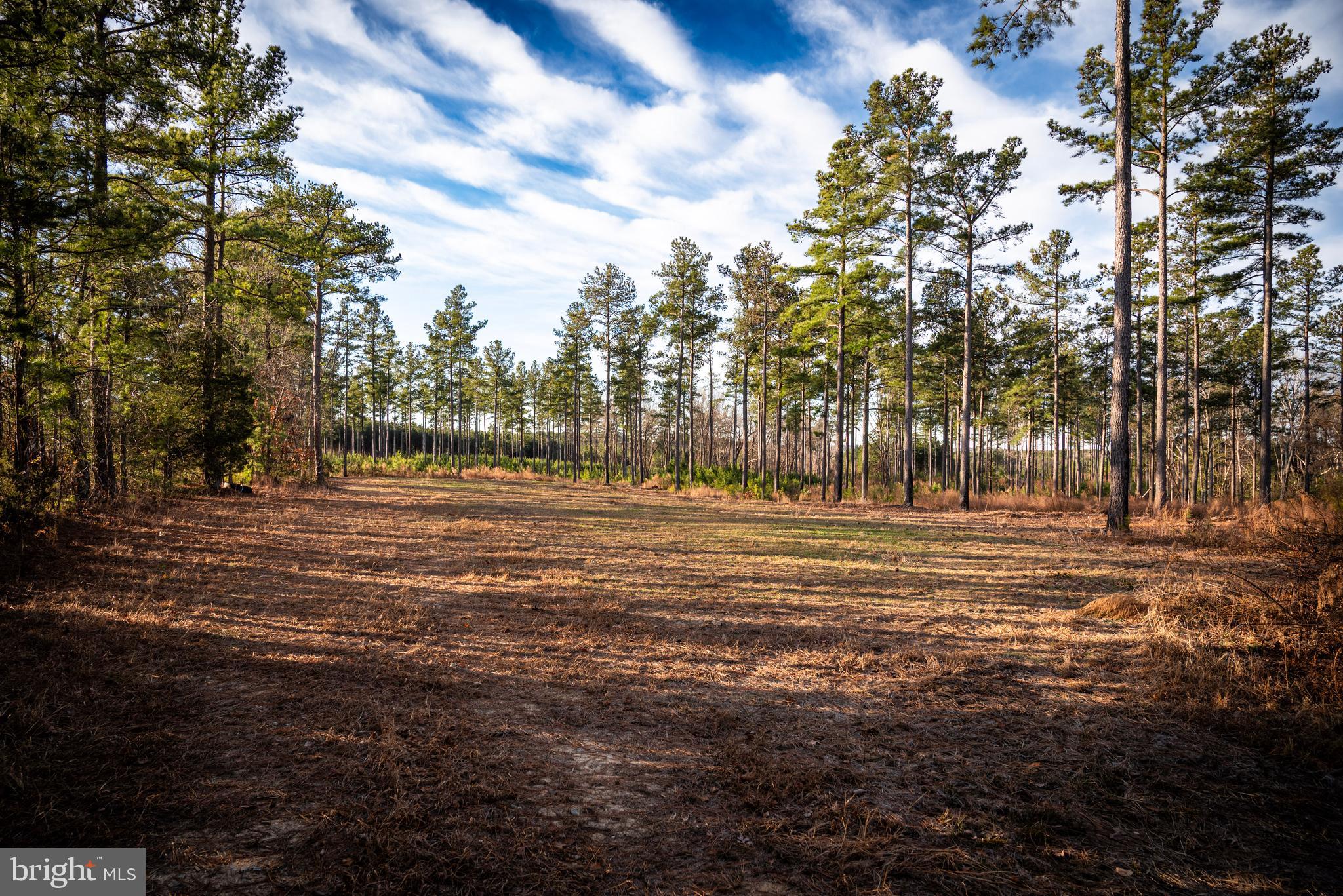 1052 South Hill Road Brodnax, VA 23920 - Photo 71 of 100 a view of a yard with large trees