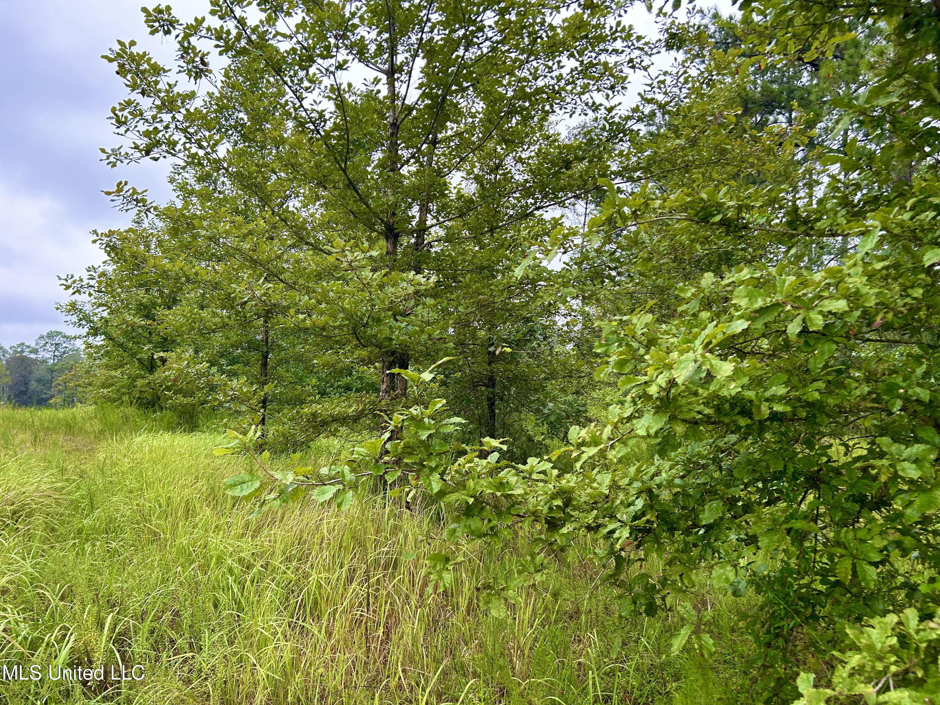 0 Campground Road Vancleave, MS 39565 - Photo 2 of 25 IMG_1044
